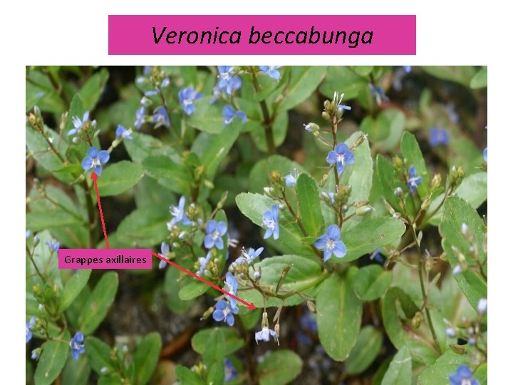Veronica beccabunga Grappes axillaires 