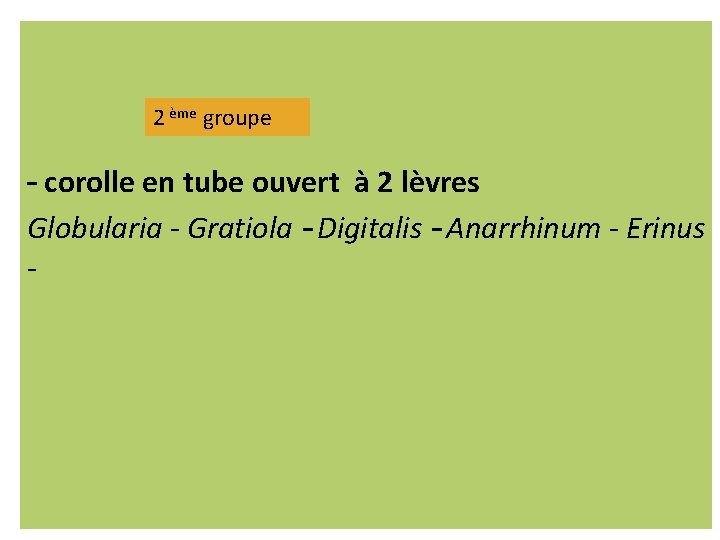 2 ème groupe – corolle en tube ouvert à 2 lèvres Globularia - Gratiola