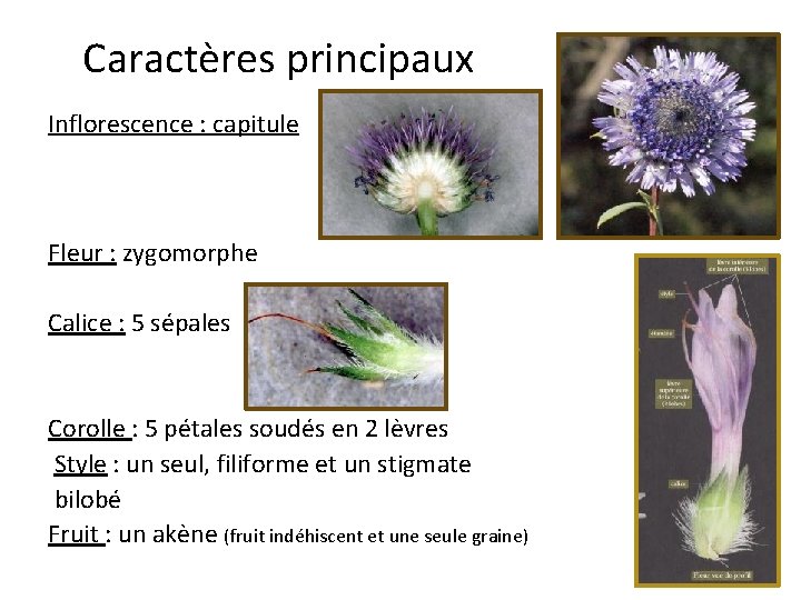 Caractères principaux Inflorescence : capitule Fleur : zygomorphe Calice : 5 sépales Corolle :