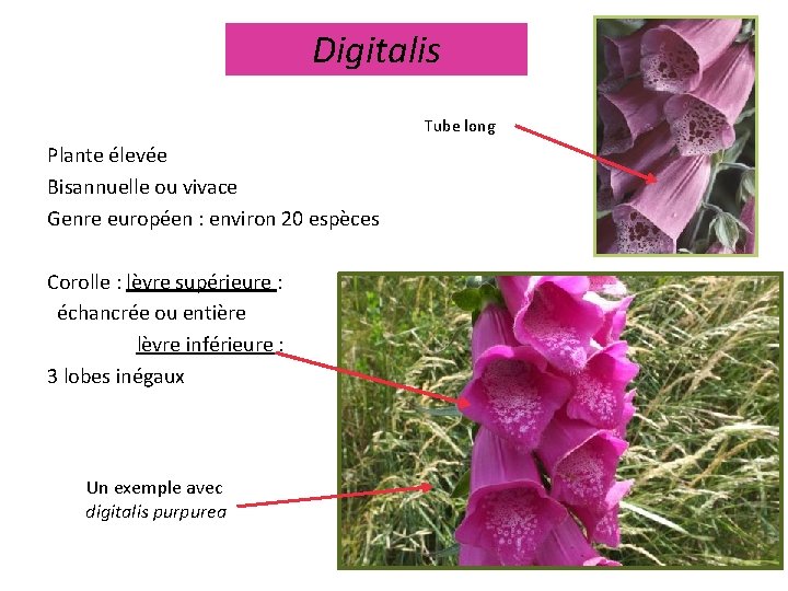 Digitalis Tube long Plante élevée Bisannuelle ou vivace Genre européen : environ 20 espèces