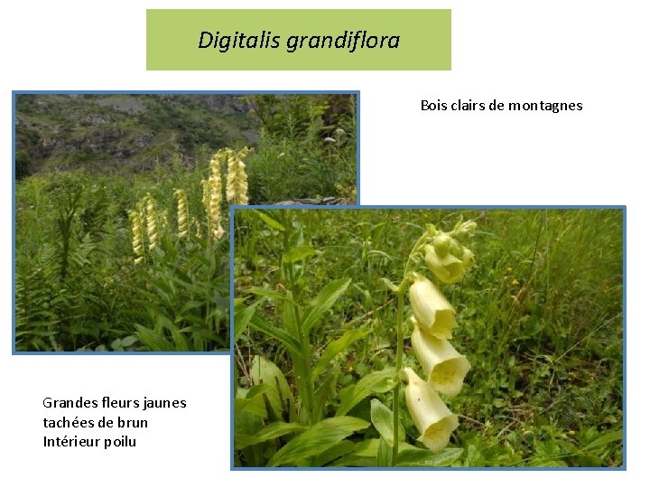 Digitalis grandiflora Bois clairs de montagnes Grandes fleurs jaunes tachées de brun Intérieur poilu