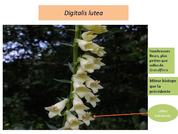Digitalis lutea Nombreuses fleurs, plus petites que celles de Grandiflora Même biotope que la