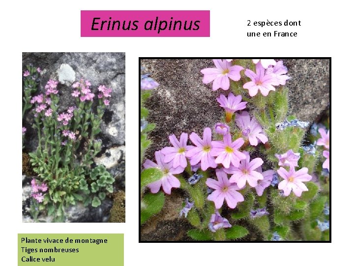 Erinus alpinus Plante vivace de montagne Tiges nombreuses Calice velu 2 espèces dont une