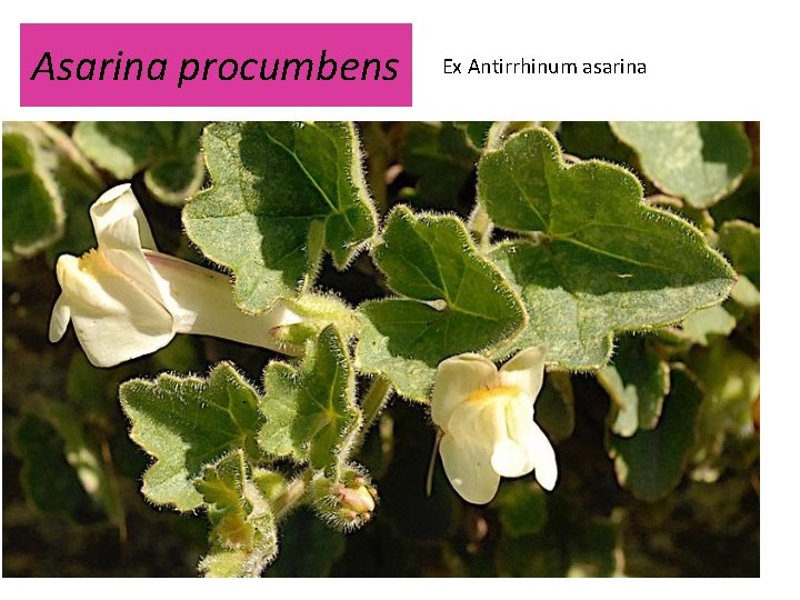 Asarina procumbens Ex Antirrhinum asarina 
