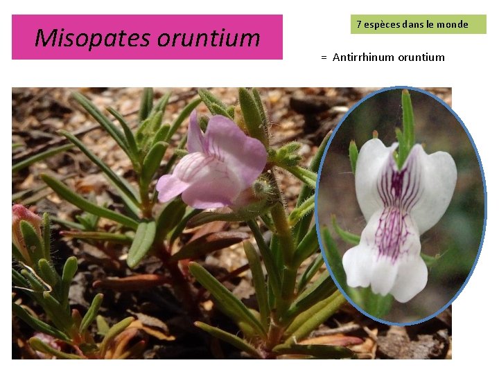 Misopates oruntium 7 espèces dans le monde = Antirrhinum oruntium 