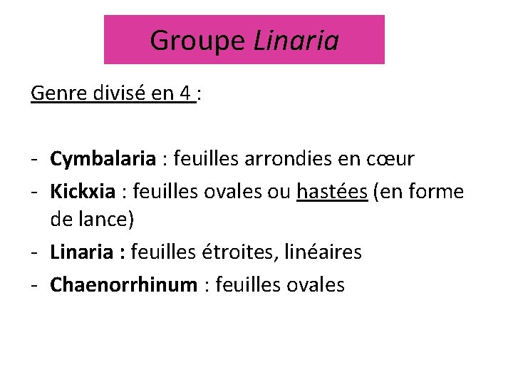Groupe Linaria Genre divisé en 4 : - Cymbalaria : feuilles arrondies en cœur