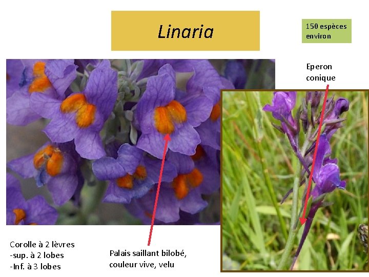 Linaria 150 espèces environ Eperon conique Corolle à 2 lèvres -sup. à 2 lobes