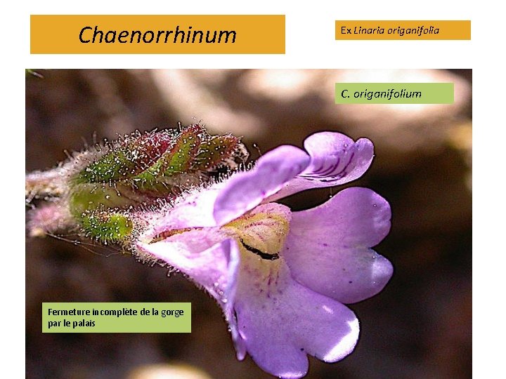 Chaenorrhinum Ex Linaria origanifolia C. origanifolium Fermeture incomplète de la gorge par le palais