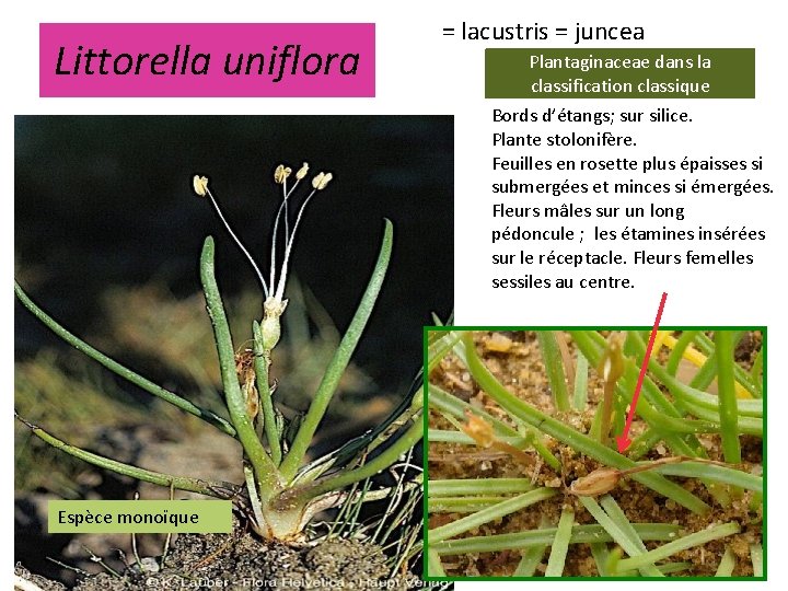 Littorella uniflora = lacustris = juncea Plantaginaceae dans la classification classique Bords d’étangs; sur
