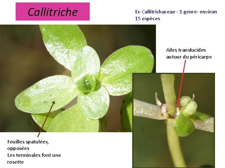 Callitriche Ex-Callitrichaceae – 1 genre- environ 15 espèces Ailes translucides autour du péricarpe Feuilles