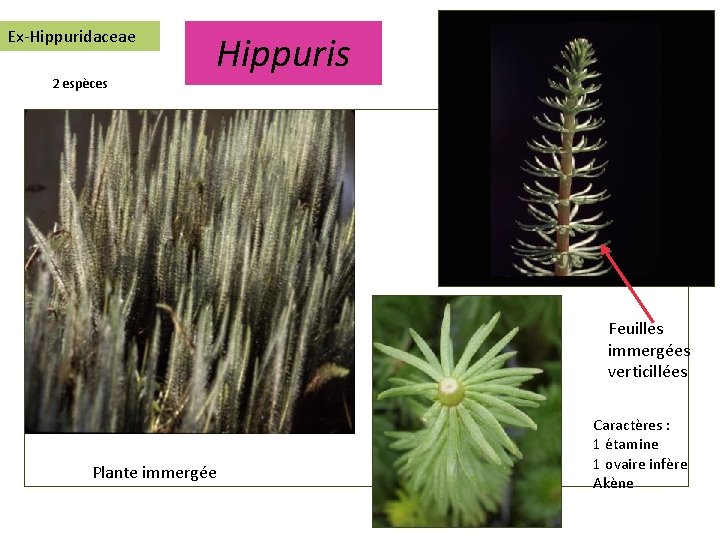 Ex-Hippuridaceae 2 espèces Hippuris Feuilles immergées verticillées Plante immergée Caractères : 1 étamine 1
