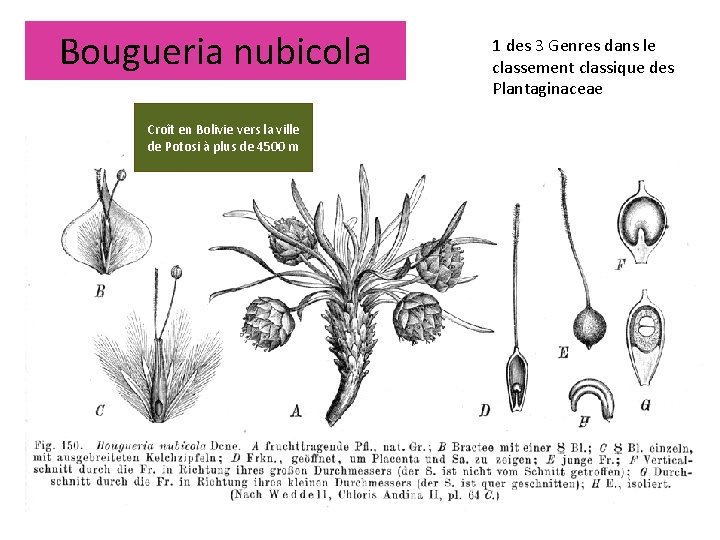 Bougueria nubicola Croît en Bolivie vers la ville de Potosi à plus de 4500