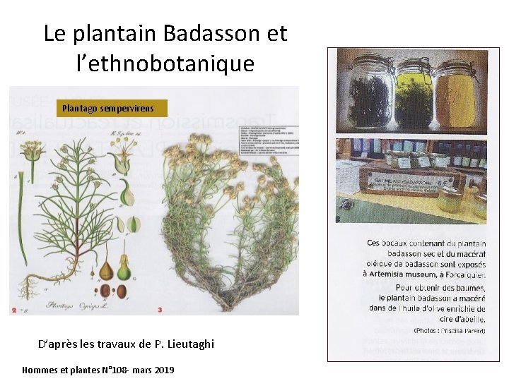 Le plantain Badasson et l’ethnobotanique Plantago sempervirens D’après les travaux de P. Lieutaghi Hommes