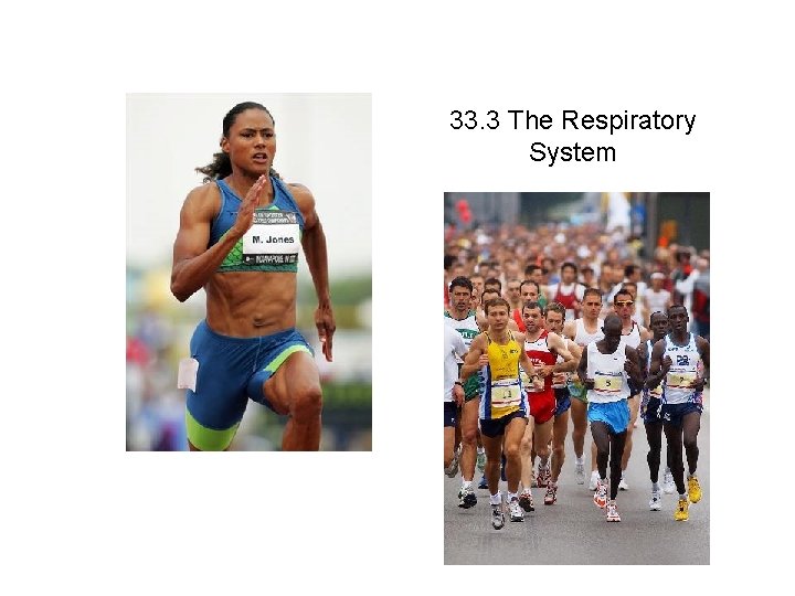 Lesson Overview The Respiratory System 33. 3 The Respiratory System 