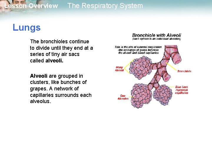 Lesson Overview The Respiratory System Lungs The bronchioles continue to divide until they end