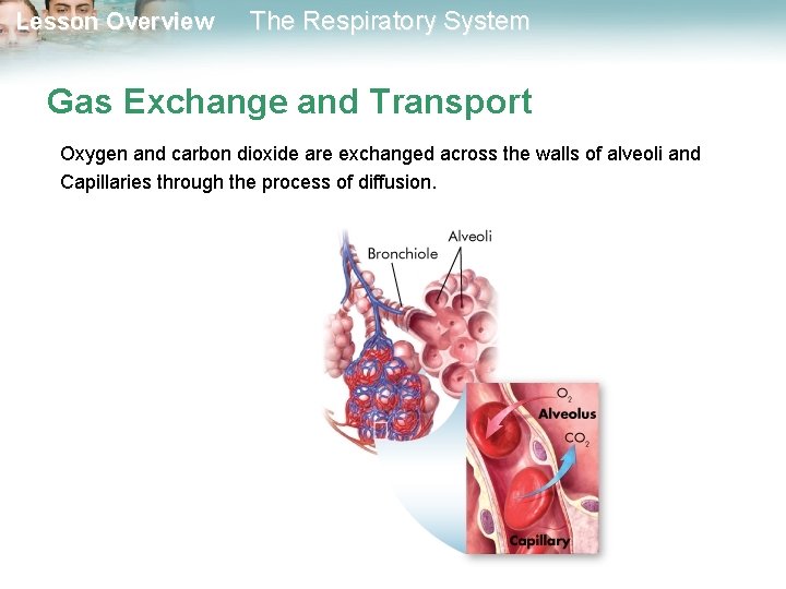 Lesson Overview The Respiratory System Gas Exchange and Transport Oxygen and carbon dioxide are
