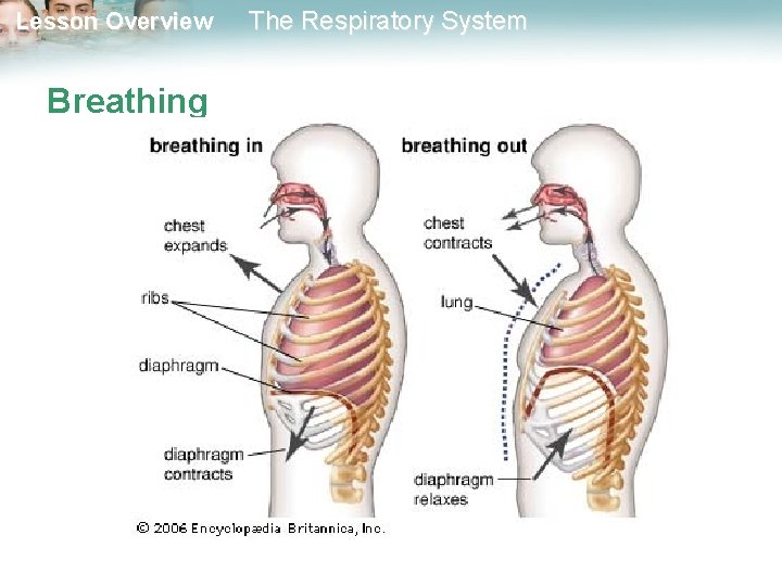 Lesson Overview Breathing The Respiratory System 