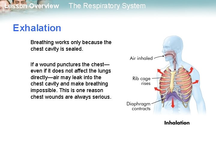 Lesson Overview The Respiratory System Exhalation Breathing works only because the chest cavity is