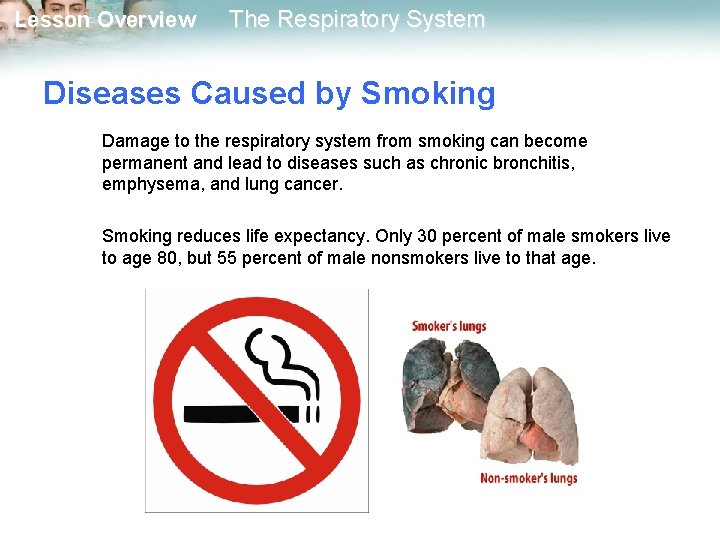 Lesson Overview The Respiratory System Diseases Caused by Smoking Damage to the respiratory system