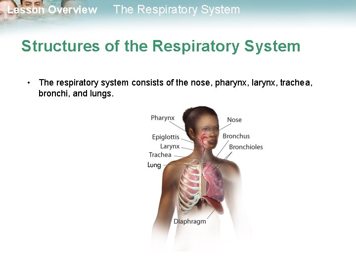 Lesson Overview The Respiratory System Structures of the Respiratory System • The respiratory system