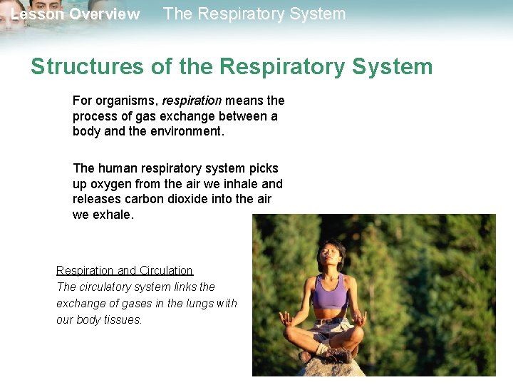 Lesson Overview The Respiratory System Structures of the Respiratory System For organisms, respiration means