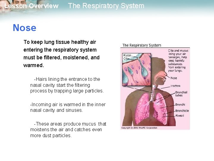 Lesson Overview The Respiratory System Nose To keep lung tissue healthy air entering the