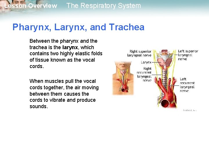 Lesson Overview The Respiratory System Pharynx, Larynx, and Trachea Between the pharynx and the