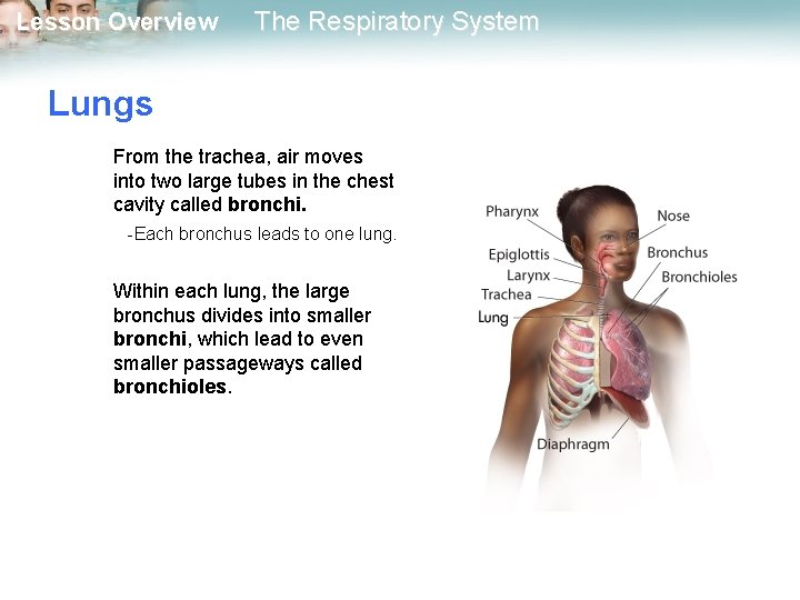 Lesson Overview The Respiratory System Lungs From the trachea, air moves into two large