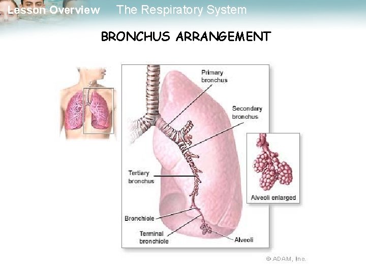 Lesson Overview The Respiratory System BRONCHUS ARRANGEMENT 