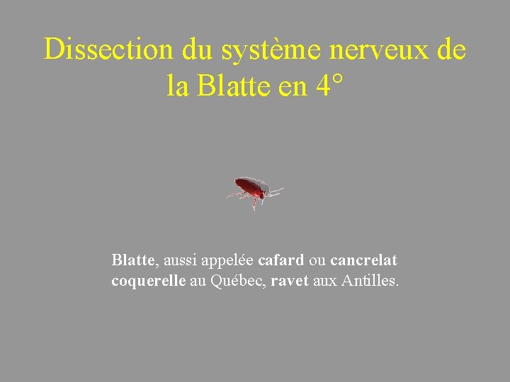 Dissection du système nerveux de la Blatte en 4° Blatte, aussi appelée cafard ou