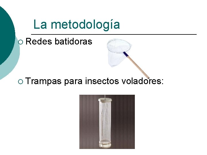 La metodología ¡ Redes batidoras ¡ Trampas para insectos voladores: 