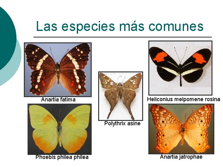 Las especies más comunes Heliconius melpomene rosina Anartia fatima Polythrix asine Phoebis philea Anartia