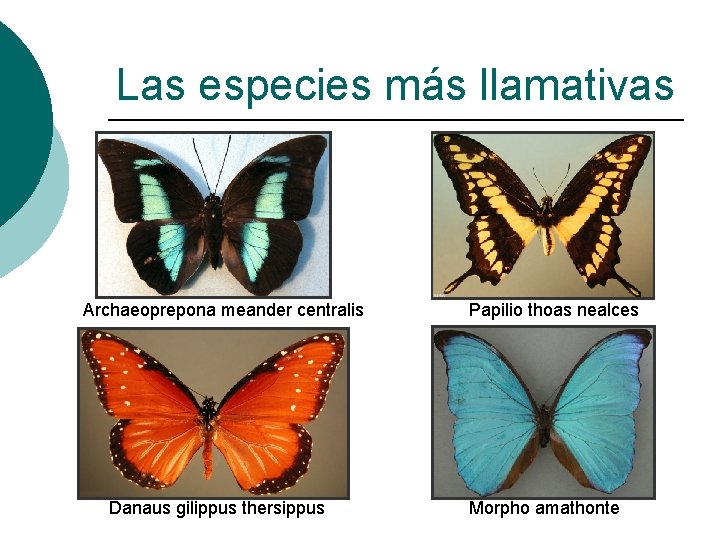 Las especies más llamativas Archaeoprepona meander centralis Danaus gilippus thersippus Papilio thoas nealces Morpho