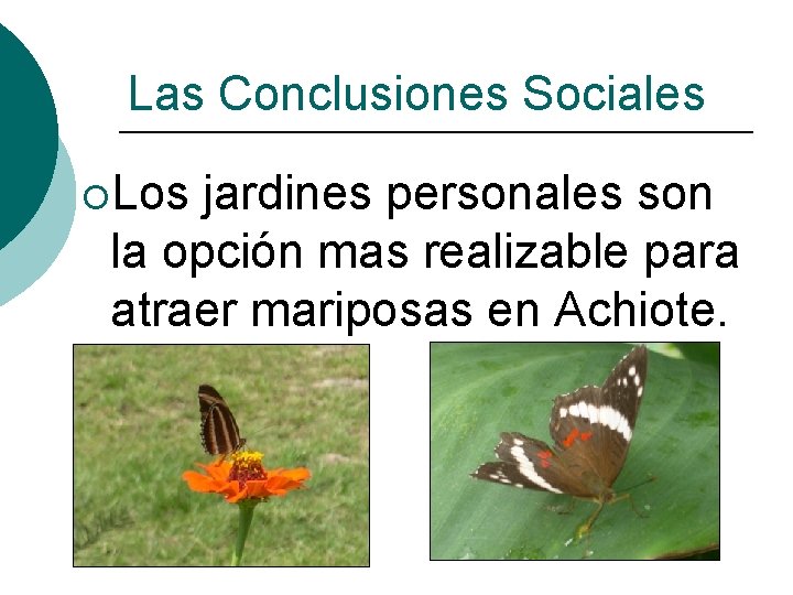 Las Conclusiones Sociales ¡Los jardines personales son la opción mas realizable para atraer mariposas