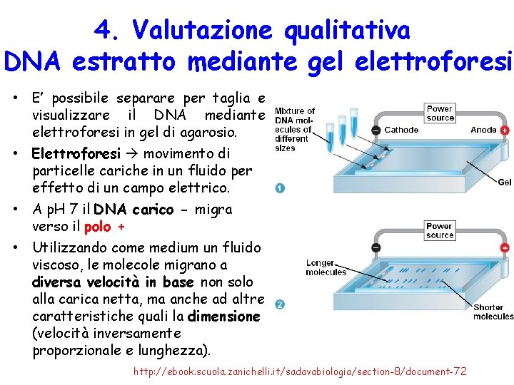 4. Valutazione qualitativa DNA estratto mediante gel elettroforesi • E’ possibile separare per taglia