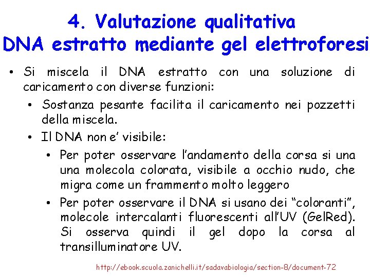 4. Valutazione qualitativa DNA estratto mediante gel elettroforesi • Si miscela il DNA estratto