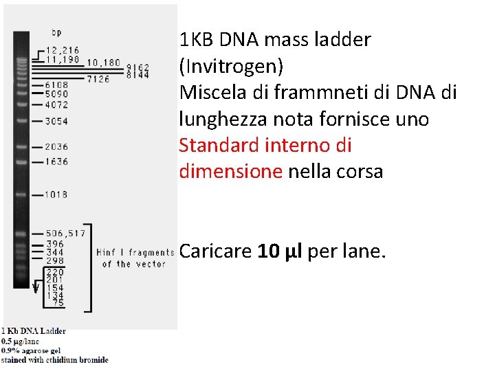 1 KB DNA mass ladder (Invitrogen) Miscela di frammneti di DNA di lunghezza nota