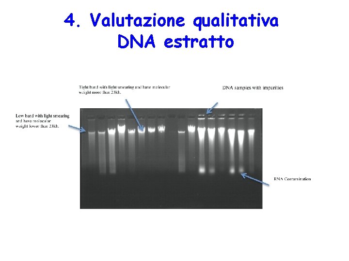 4. Valutazione qualitativa DNA estratto 