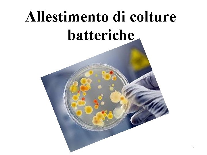 Allestimento di colture batteriche 16 