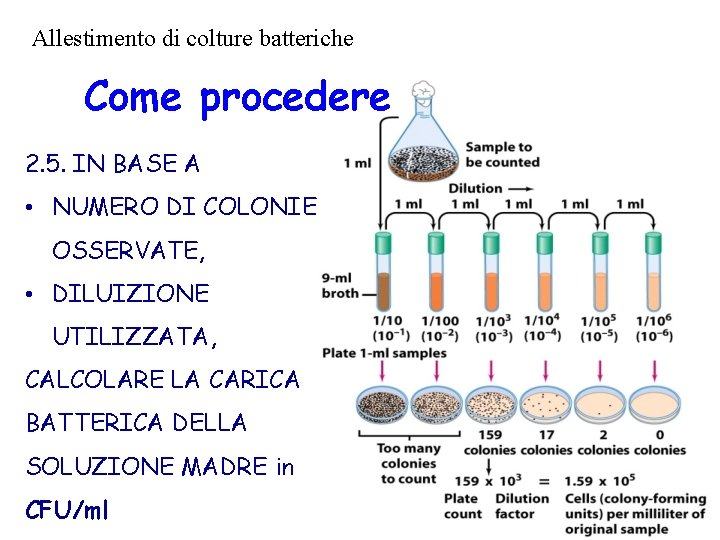 Allestimento di colture batteriche Come procedere 2. 5. IN BASE A • NUMERO DI