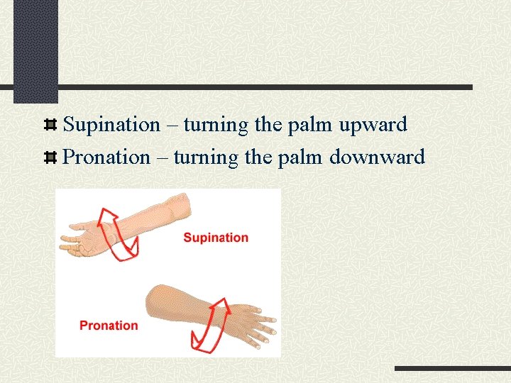 Supination – turning the palm upward Pronation – turning the palm downward 