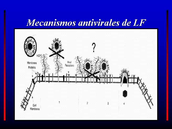 Mecanismos antivirales de LF 