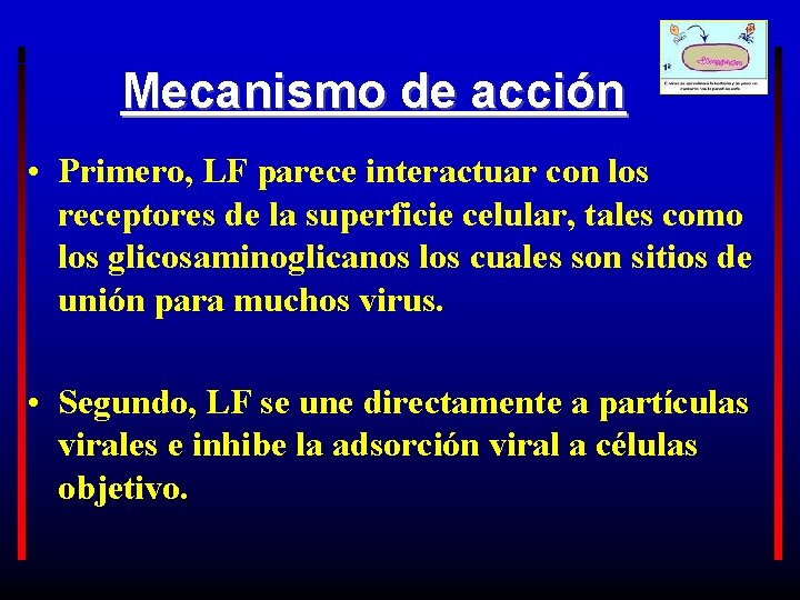 Mecanismo de acción • Primero, LF parece interactuar con los receptores de la superficie