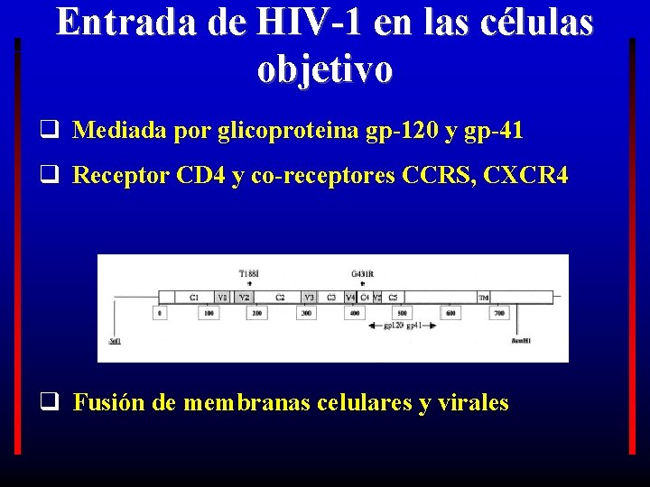 Entrada de HIV-1 en las células objetivo q Mediada por glicoproteina gp-120 y gp-41
