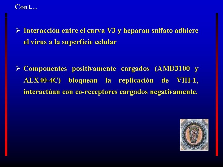 Cont… Ø Interacción entre el curva V 3 y heparan sulfato adhiere el virus
