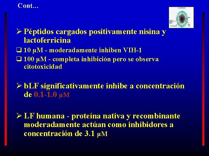 Cont… Ø Péptidos cargados positivamente nisina y lactoferricina q 10 µM - moderadamente inhiben