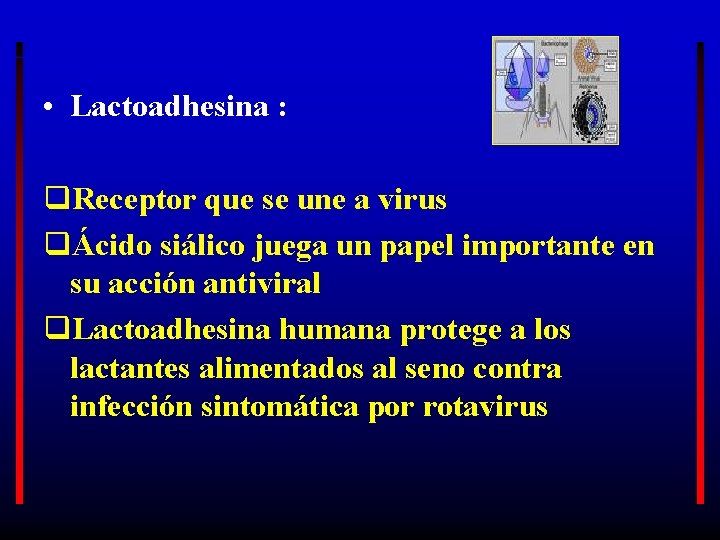  • Lactoadhesina : q. Receptor que se une a virus qÁcido siálico juega