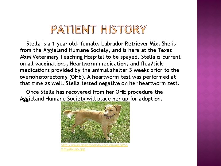 Stella is a 1 year old, female, Labrador Retriever Mix. She is from the