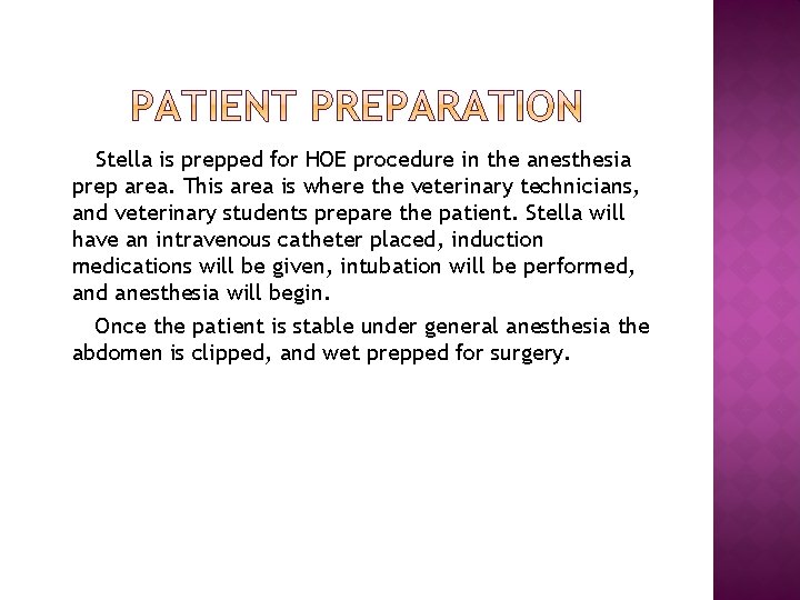 Stella is prepped for HOE procedure in the anesthesia prep area. This area is