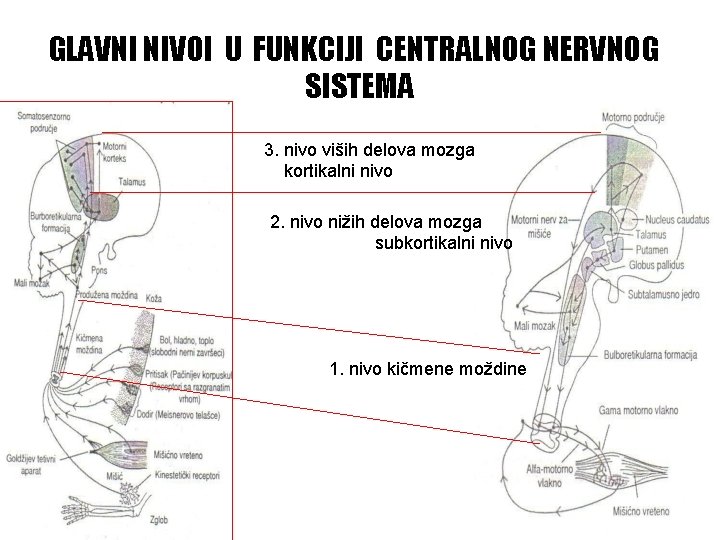 GLAVNI NIVOI U FUNKCIJI CENTRALNOG NERVNOG SISTEMA 3. nivo viših delova mozga kortikalni nivo